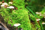 世界体能训练青年赛：高校队伍在赛场上检验训练成果，世界体能大赛
